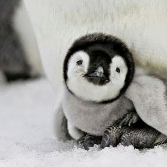 Meet your Posher, Patricia - Picture 1 of 1